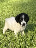 Knoxx, a male Brittany for sale in Juliette, GA – 2 of 7