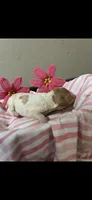 Nova, a female Brittany for sale in Juliette, GA – 3 of 3