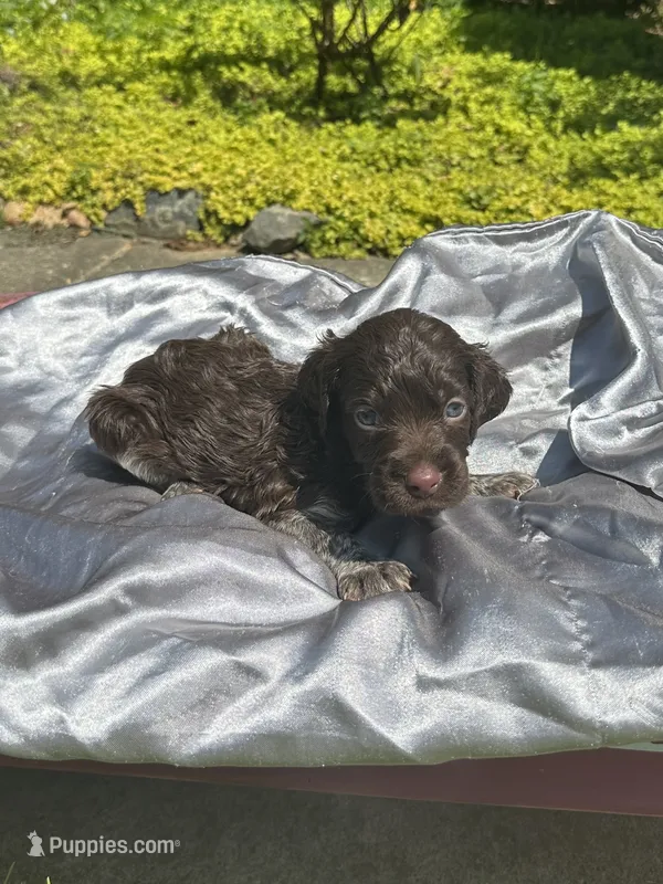 Moose – Brittany puppy for sale in Juliette, GA