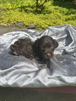 Moose, a male Brittany for sale in Juliette, GA – 1 of 2
