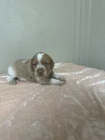Copper, a male Brittany for sale in Juliette, GA – 3 of 4