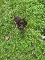 Milley , a male Brittany for sale in Juliette, GA – 3 of 10