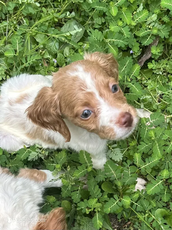 Nova – Brittany puppy for sale in Juliette, GA