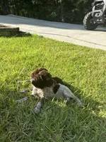 Merlot , a female Brittany for sale in Juliette, GA – 3 of 3