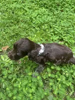 Milley , a male Brittany for sale in Juliette, GA – 2 of 10