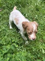 Nova, a female Brittany for sale in Juliette, GA – 6 of 7