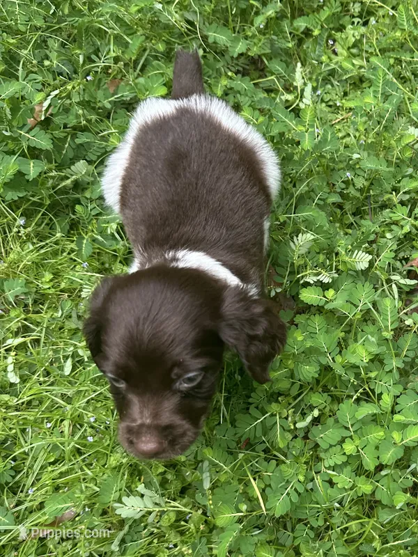 Monty – Brittany puppy for sale in Juliette, GA