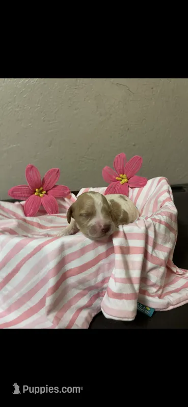 Nova – Brittany puppy for sale in Juliette, GA