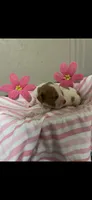Muffin, a female Brittany for sale in Juliette, GA – 2 of 3