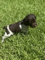Monty, a male Brittany for sale in Juliette, GA – 3 of 5