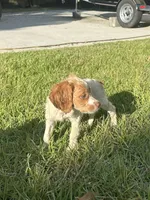 Nova, a female Brittany for sale in Juliette, GA – 10 of 10