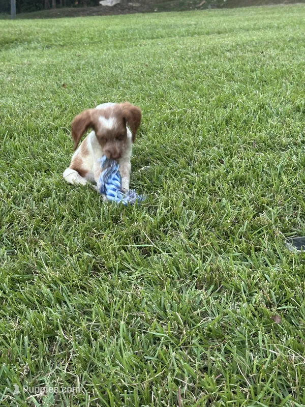 JellyBean – Brittany puppy for sale in Juliette, GA