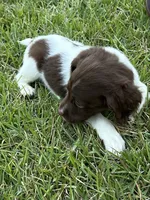 Brooks, a male Brittany for sale in Juliette, GA – 3 of 10