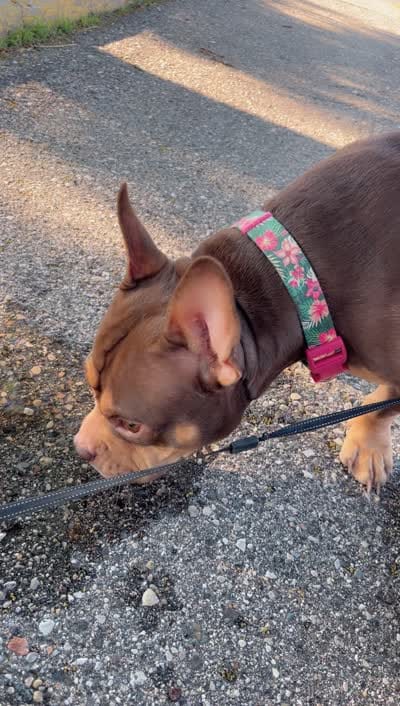 Mocha, a female American Bully for sale in Lansing, MI – 2 of 2