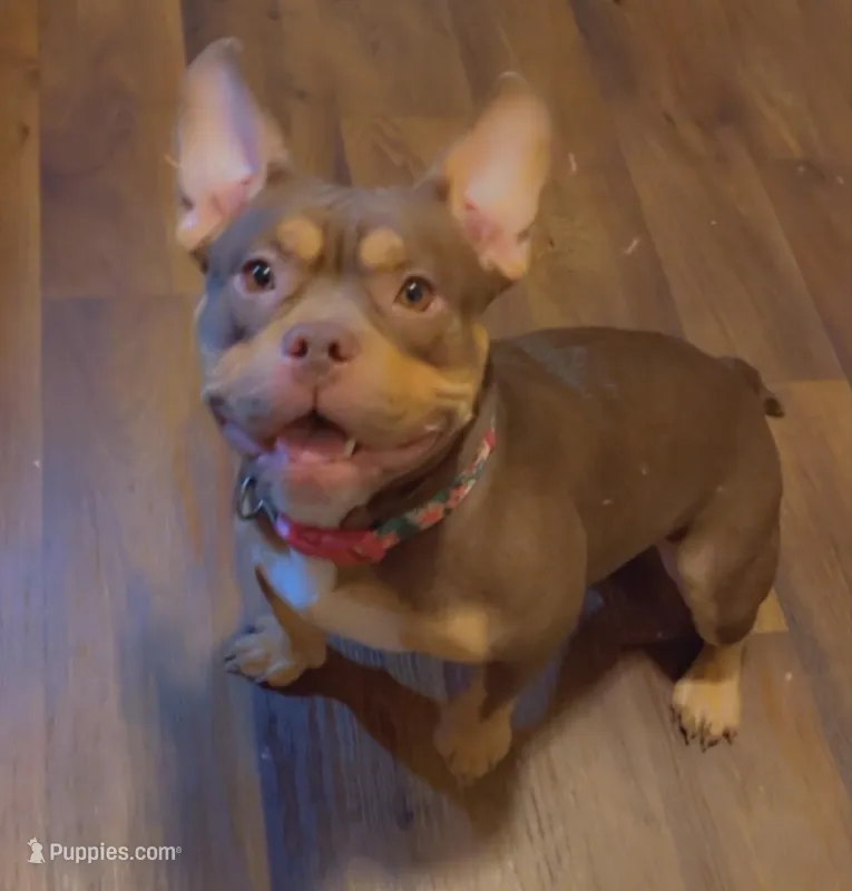 Mocha – American Bully puppy for sale in Lansing, MI