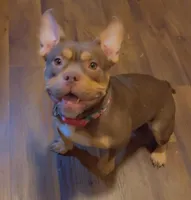 Mocha, a female American Bully for sale in Lansing, MI – 1 of 2