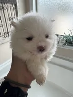 Lily, a female Pomeranian for sale in Cullman, AL – 3 of 5