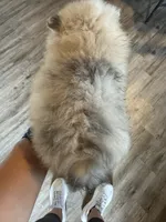 Luna, a female Pomeranian for sale in Cullman, AL – 5 of 7