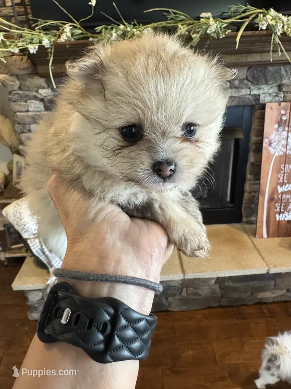 Luna – Pomeranian puppy for sale in Cullman, AL