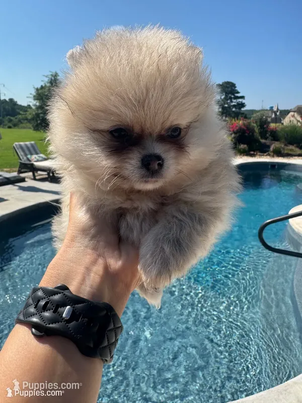 Luna – Pomeranian puppy for sale in Cullman, AL