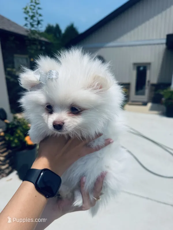 Elsa – Pomeranian puppy for sale in Cullman, AL
