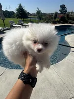 Lily, a female Pomeranian for sale in Cullman, AL – 1 of 5