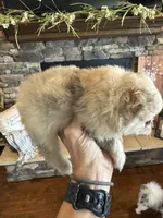 Luna, a female Pomeranian for sale in Cullman, AL – 4 of 7