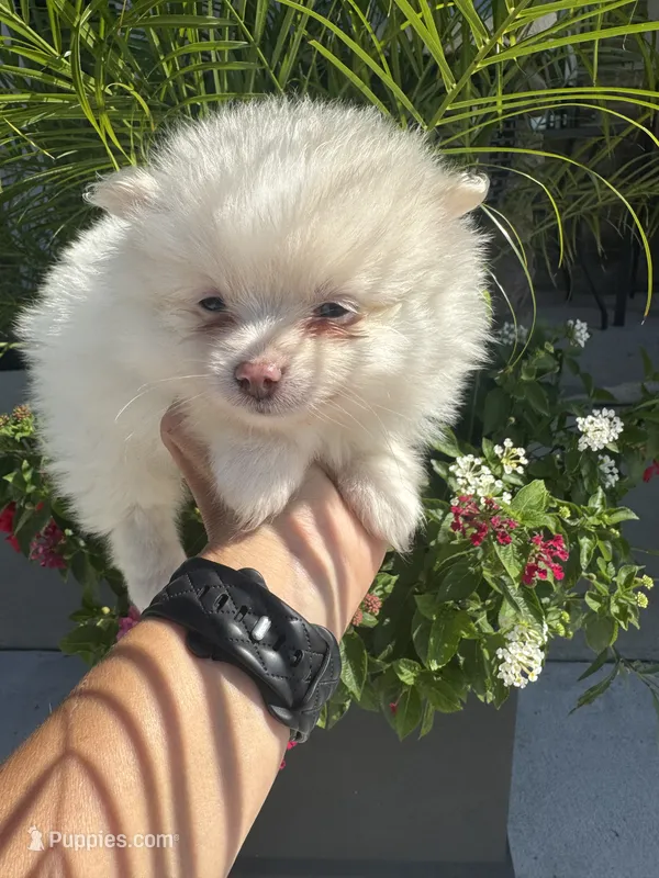 Elsa – Pomeranian puppy for sale in Cullman, AL
