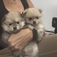 Teddy , a male Pomeranian for sale in Cullman, AL – 8 of 8