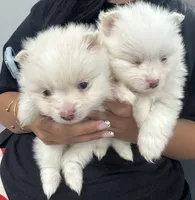 Lily, a female Pomeranian for sale in Cullman, AL – 4 of 5