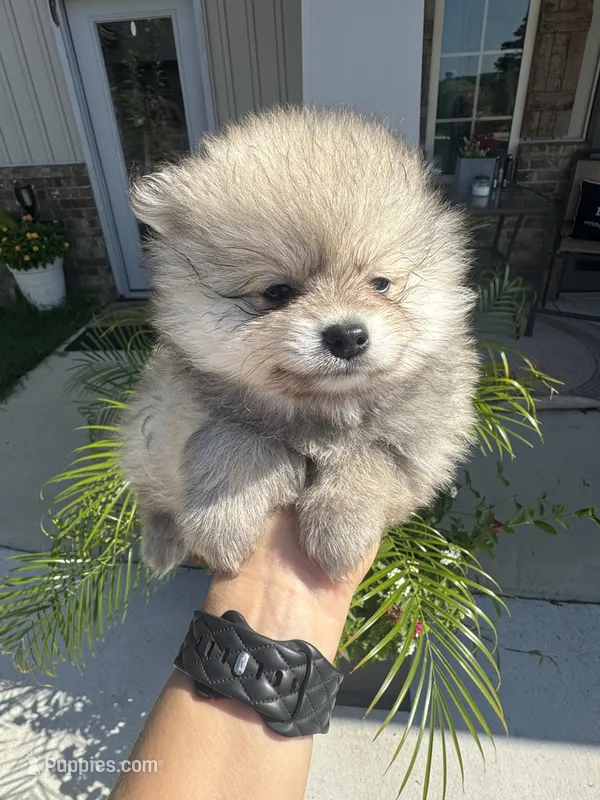 Teddy  – Pomeranian puppy for sale in Cullman, AL