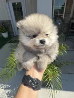 Teddy , a male Pomeranian for sale in Cullman, AL – 1 of 8