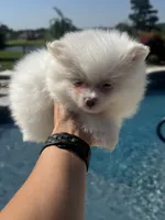 Lily, a female Pomeranian for sale in Cullman, AL – 2 of 5