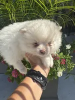 Elsa, a female Pomeranian for sale in Cullman, AL – 2 of 5