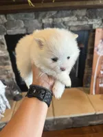 Lily, a female Pomeranian for sale in Cullman, AL – 5 of 5