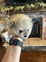 Teddy , a male Pomeranian for sale in Cullman, AL – 4 of 8
