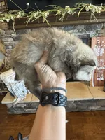 Teddy , a male Pomeranian for sale in Cullman, AL – 7 of 8