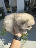 Teddy , a male Pomeranian for sale in Cullman, AL – 3 of 8