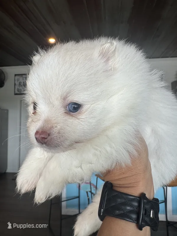 Elsa – Pomeranian puppy for sale in Cullman, AL