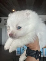 Elsa, a female Pomeranian for sale in Cullman, AL – 5 of 5