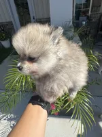 Teddy , a male Pomeranian for sale in Cullman, AL – 2 of 8
