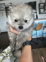 Teddy , a male Pomeranian for sale in Cullman, AL – 5 of 8