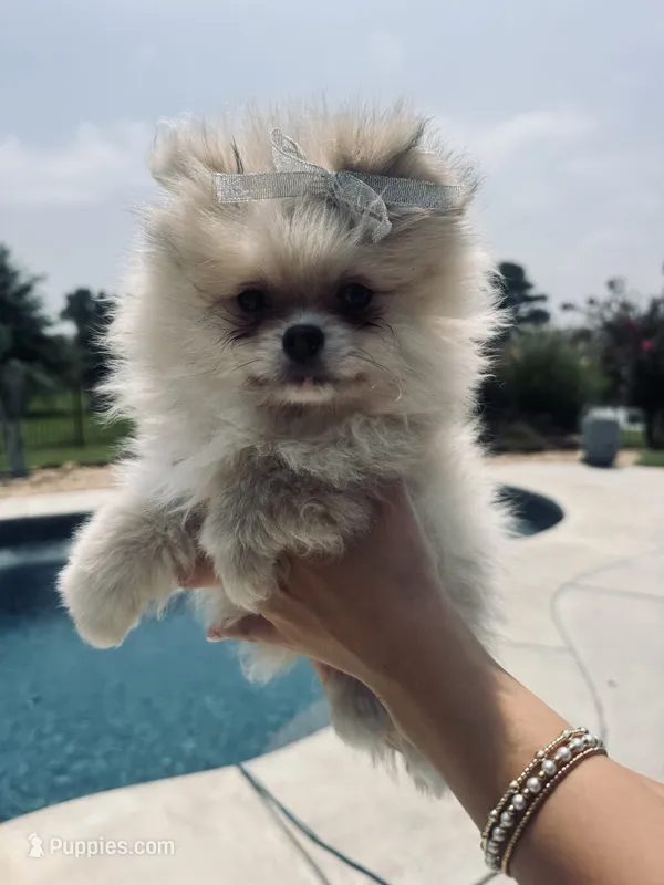 Luna – Pomeranian puppy for sale in Cullman, AL