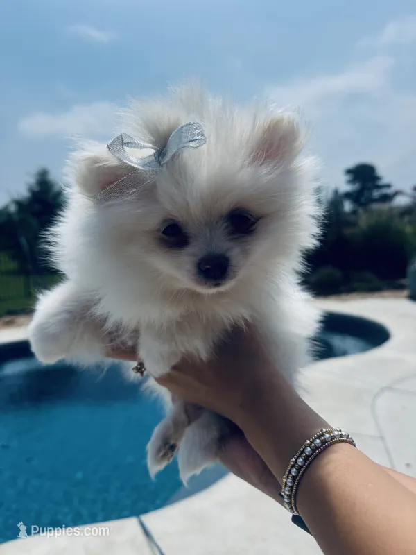 Elsa – Pomeranian puppy for sale in Cullman, AL
