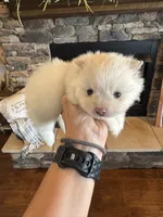 Elsa, a female Pomeranian for sale in Cullman, AL – 3 of 5