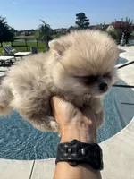 Luna, a female Pomeranian for sale in Cullman, AL – 6 of 7