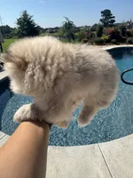 Luna, a female Pomeranian for sale in Cullman, AL – 3 of 7