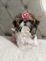Peach, a female Shih Tzu for sale in Williston, FL – 7 of 8