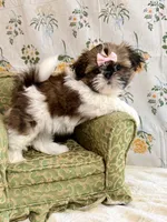 Peach, a female Shih Tzu for sale in Williston, FL – 8 of 8