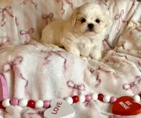 Polar Bear, a male Shih Tzu for sale in Williston, FL – Photo 2 of 9